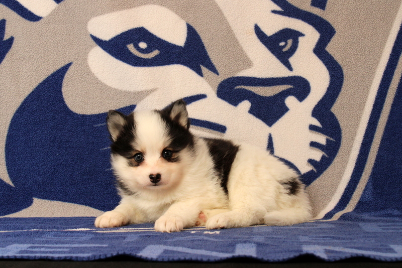 puppy, for, sale, Pomsky, Matthew B. Stoltzfus, dog, breeder, Gap, PA, dog-breeder, puppy-for-sale, forsale, nearby, find, puppyfind, locator, puppylocator, aca